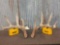 Big 4x5 Whitetail Shed Antlers