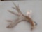 Big Heavy Mass Whitetail Shed Antler Over 88