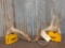 Main Frame 5x5 Whitetail Shed Antlers