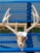 5x5 Whitetail Antlers On Skull