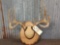4x4 Whitetail Antlers On Plaque