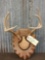 4x4 Whitetail Antlers On Plaque