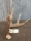 4 Point Whitetail Shed Antler