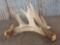 Big Main Frame 5 Point Whitetail Shed Antler