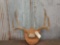 4x4 Mule Deer Antlers On Plaque