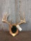 5x5 Whitetail Antlers On Plaque