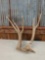 5.8lbs Elk Sheds