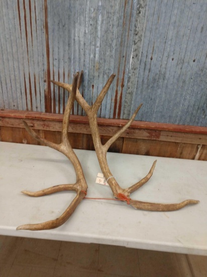 12 lbs Elk Antler Cuts