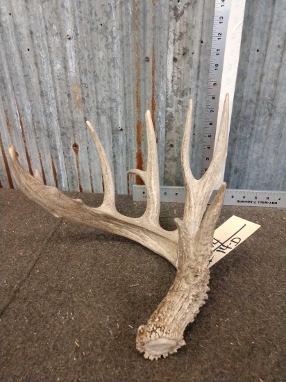 Main Frame 6 Point Whitetail Shed Antler