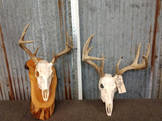 2 Whitetail Antlers On Skull