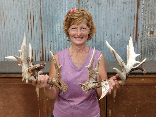 Heavy Mass Main Frame 5x5 Whitetail Shed Antlers