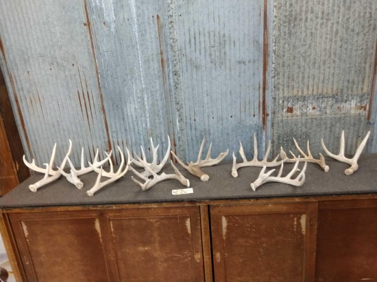 Group of 10 Whitetail Shed Antlers