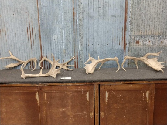 8.8 Pounds Of Fallow Deer Shed Antlers