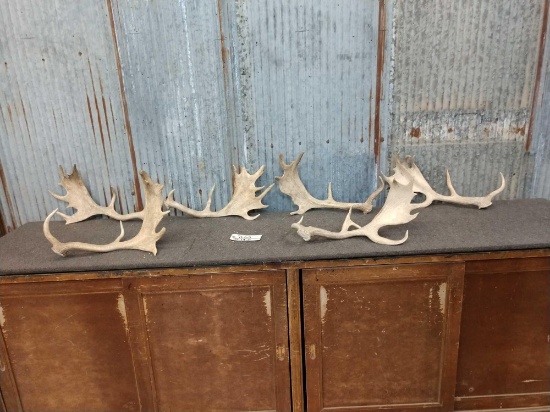 Group Of 6 Fallow Deer Shed Antlers