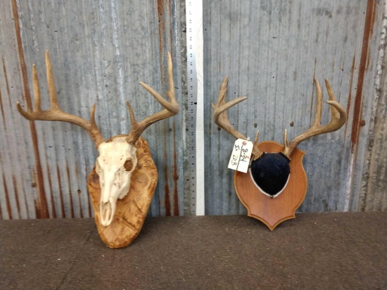 2 Whitetail Antlers On Plaque