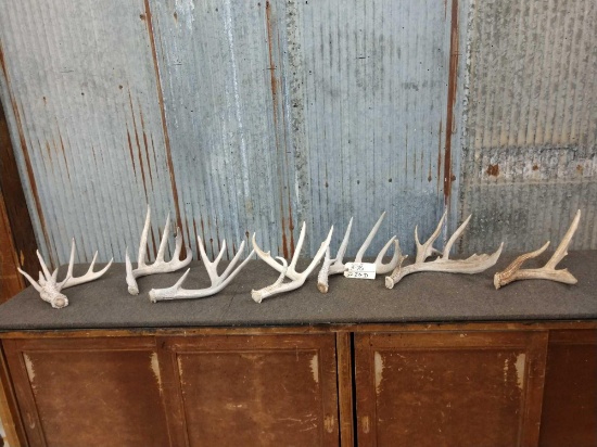 Group Of 7 Whitetail Shed Antlers