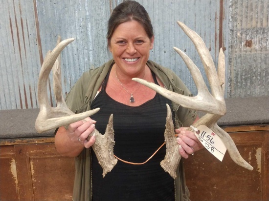 Main Frame 4x5 Wild Whitetail Shed Antlers