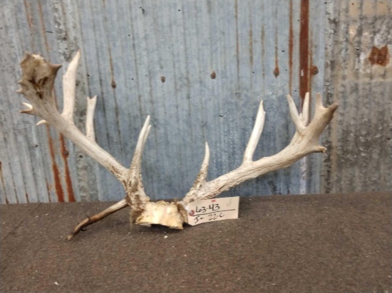 167" Whitetail Antlers On Skull Plate