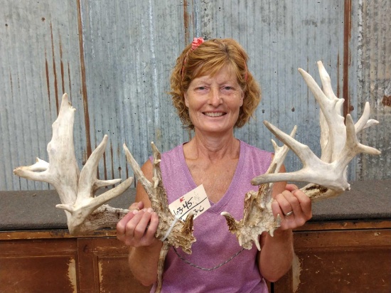 Gnarly Nontypical Whitetail Shed Antlers