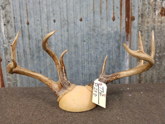 Cool Nontypical Freak Whitetail Antlers On Plaque
