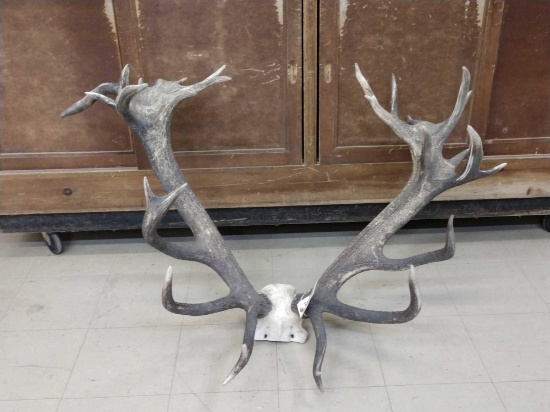 Huge Red Stag Antlers On Skull Plate