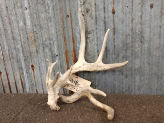 Crazy 77" Whitetail Shed Antler
