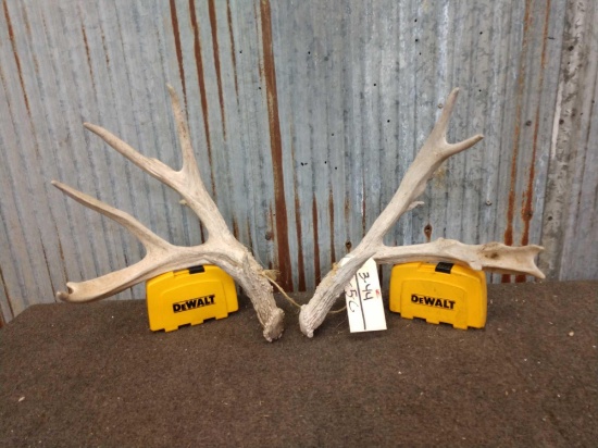 Gnarly 3x4 Whitetail Shed Antlers