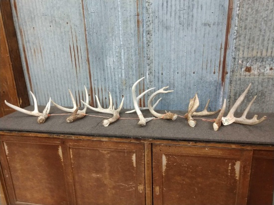 Nice Group Of 7 Whitetail Shed Antlers