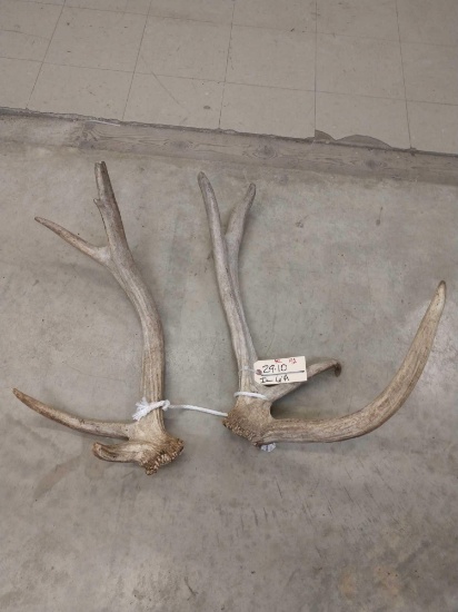 Heavy mass Elk Shed Antlers