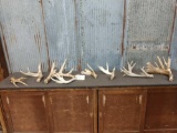 13.2 lbs Of Whitetail Shed Antlers