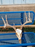 5x5 Whitetail Antlers On Skull