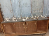 Group Of 12 Whitetail Shed Antlers