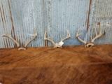 3 Sets Of Whitetail Antlers On Skull Plate