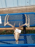 5x5 Whitetail Antlers On Skull