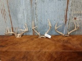 3 Sets Of Whitetail Antlers On Skull Plate