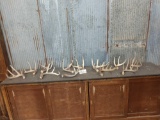 Group Of 12 Whitetail Shed Antlers