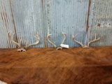 3 Sets Of Whitetail Antlers On Skull Plate