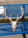 4x4 Whitetail Antlers On Skull