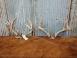 2 Sets Of Whitetail Antlers On Skull Plate