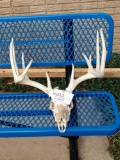 5x5 Whitetail Antlers On Skull With Flyer