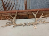 Main Frame 5x5 Whitetail Antlers