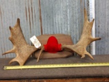 Nice Set Of Smaller Moose Antlers On Plaque