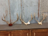 3 Sets Of Mule Deer Antlers On Skull Plate