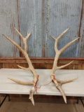 20.4 lbs Elk Antler Cuts