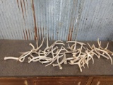 8lbs Of Fork Mule Deer Sheds