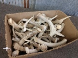 13 Lbs Of Whitetail Antler Chunks