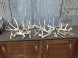 13 Lbs Of Deer shed Antler