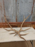 14.2 lbs Elk Antler Cuts