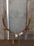 5x5 Elk Antlers On Skull Plate