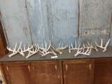 Group of 10 Whitetail Shed Antlers